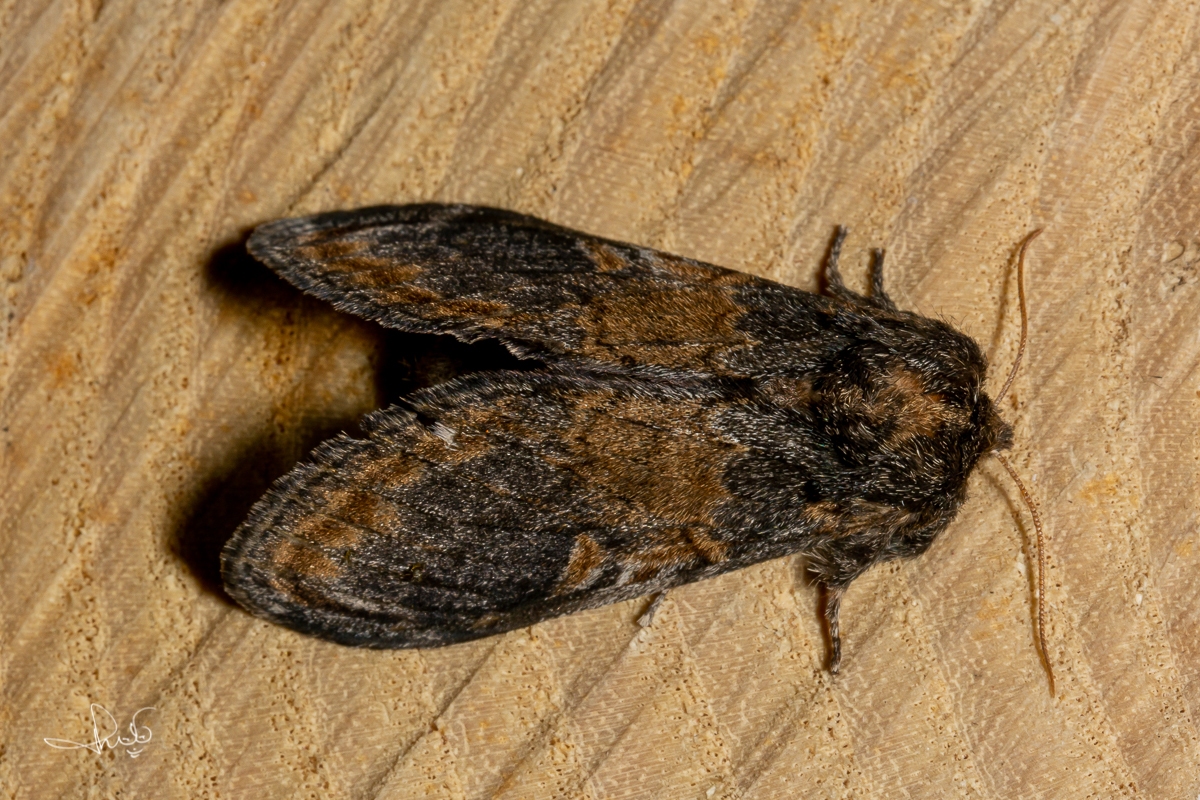 Wilgentandvlinder / Three-humped Prominent (Notodonta tritophus)