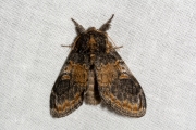 Wilgentandvlinder / Three-humped Prominent (Notodonta tritophus)