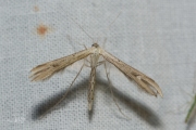 Windevedermot / Morning-glory Plume Moth (Emmelina monodactyla), micro