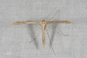 Windevedermot / Morning-glory Plume Moth (Emmelina monodactyla), micro