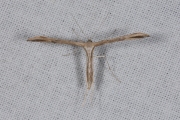 Windevedermot / Morning-glory Plume Moth (Emmelina monodactyla), micro