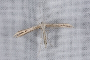 Windevedermot / Morning-glory Plume Moth (Emmelina monodactyla), micro