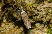 Witkopmot / White-shouldered house moth (Endrosis sarcitrella), micro