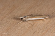 Witlijngrasmot (Agriphila latistria), micro