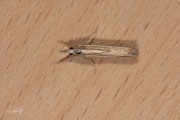 Witlijngrasmot (Agriphila latistria), micro