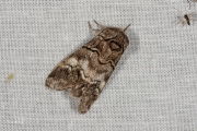 Witlijntandvlinder / Oak Marbled Brown (Drymonia querna)