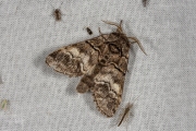 Witlijntandvlinder / Oak Marbled Brown (Drymonia querna)