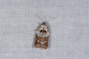 Witschouderbladroller / Garden Rose Tortrix (Acleris variegana), micro