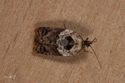 Witschouderbladroller / Garden Rose Tortrix (Acleris variegana), micro