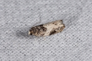 Witsnuitpopulierenbladroller (Gypsonoma sociana), micro