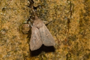 Witstipgrasuil / White-point (Mythimna albipuncta)