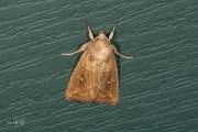 Witstipgrasuil / White-point (Mythimna albipuncta)