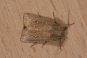 Witstipgrasuil / White-point (Mythimna albipuncta)