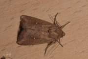 Witstipgrasuil / White-point (Mythimna albipuncta)