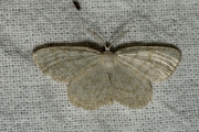 Witte grijsbandspanner / Common White Wave (Cabera pusaria)