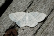 Witte grijsbandspanner / Common White Wave (Cabera pusaria)