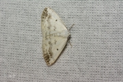 Witte schaduwspanner / Clouded Silver (Lomographa temerata)
