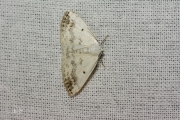 Witte schaduwspanner / Clouded Silver (Lomographa temerata)