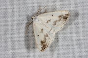 Witte schaduwspanner / Clouded Silver (Lomographa temerata)