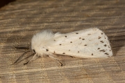 Witte tijger / White Ermine (Spilosoma lubricipeda)