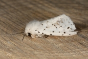 Witte tijger / White Ermine (Spilosoma lubricipeda)