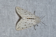 Witte tijger / White Ermine (Spilosoma lubricipeda)