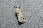 Witte tijger / White Ermine (Spilosoma lubricipeda)