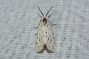 Witte tijger / White Ermine (Spilosoma lubricipeda)