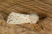 Witte tijger / White Ermine (Spilosoma lubricipeda)