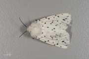 Witte tijger / White Ermine (Spilosoma lubricipeda)