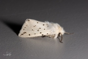 Witte tijger / White Ermine (Spilosoma lubricipeda)