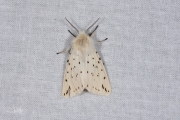 Witte tijger / White Ermine (Spilosoma lubricipeda)