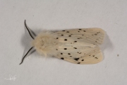 Witte tijger / White Ermine (Spilosoma lubricipeda)