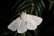 Witte tijger / White Ermine (Spilosoma lubricipeda)