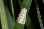 Witte tijger / White Ermine (Spilosoma lubricipeda)