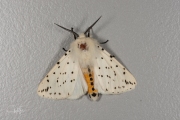 Witte tijger / White Ermine (Spilosoma lubricipeda)