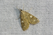 Witvlekkruidenmot (Udea olivalis), micro