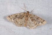 Witvlekspikkelspanner / Brindled White-spot (Parectropis similaria)