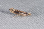 Witvlekspitskopmot (Ypsolopha parenthesella), micro