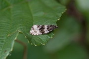 Woudbladroller (Orthotaenia undulana), micro