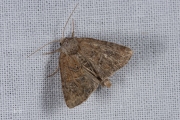 Zandhalmuiltje / Cloaked Minor (Mesoligia furuncula)