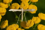 Zandvedermot (Gillmeria ochrodactyla), micro