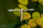 Zandvedermot (Gillmeria ochrodactyla), micro