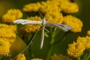 Zandvedermot (Gillmeria ochrodactyla), micro