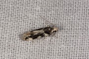 Zebramot / Wood Groundling (Parachronistis albiceps), micro