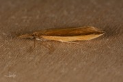 Zeggesnuitmot (Donacaula mucronella), micro