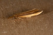 Zeggesnuitmot (Donacaula mucronella), micro