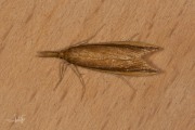 Zeggesnuitmot (Donacaula mucronella), micro