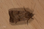 Zesstreepuil / Six-striped Rustic (Xestia sexstrigata)