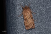 Zesstreepuil / Six-striped Rustic (Xestia sexstrigata)